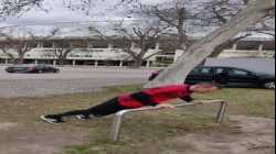 Liegestütz erleichtert